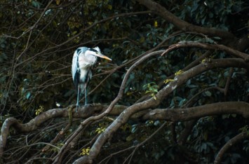 Obituary of Darell Lễ kỷ kỷ Hamsaa