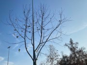 Obituary of Rosalba Navarro