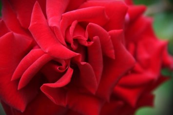 Obituary of Carmella Porto