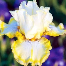 Obituary of Yolanda C Rivera