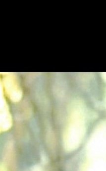 Michel Briggs Hopkins Obituary Denver, CO
