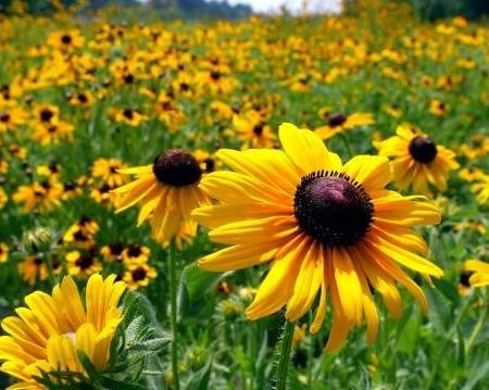 Obituary of Tracy Bray Butts