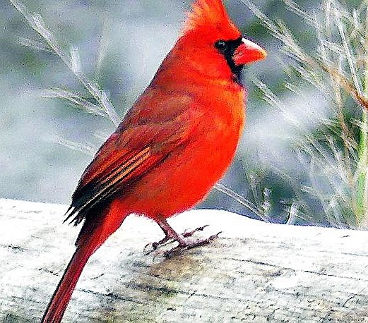 Obituary of Frances "Ban" Mary Berger