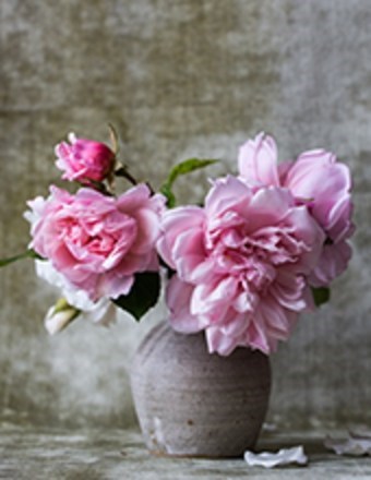Obituary of Sarah Frances Carswell