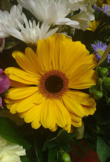 Obituary of Sarah Scialfo
