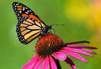 Obituary of Amelia Joy Bunye Hoover