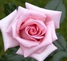 Obituary of Nora Jane Johnson