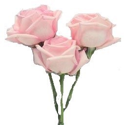 Obituary of Nancy S Wilkins