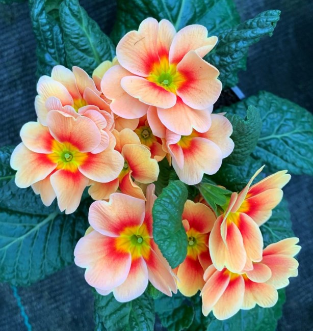 Obituary of Christine Diane Macy