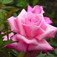 Obituary of Betty Whitten