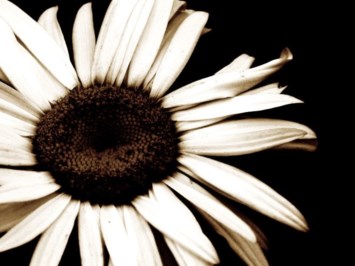 Obituary of Carol Raasch