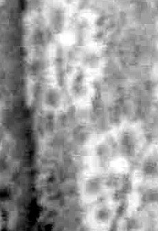 Jose Riojas Obituary - Fresno, CA