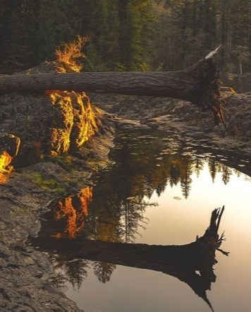 Obituary of Christopher C. Lloyd