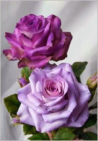 Obituary of Barbara Jean Appling