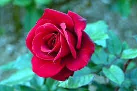 Obituary of Rose Aragona