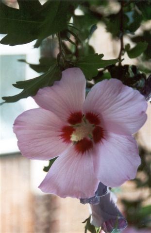 Obituary of Elizabeth Caroline Dininger Bond