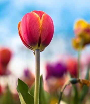 Obituary of Nancy McDade