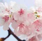 Obituary of María Magdalena Cruz Santiago