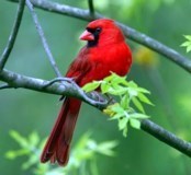 Obituary of Ina Teplitsky