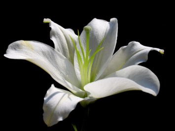 Obituary of Mr. Bruce H Carmichael