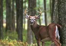 Obituary of Thomas LaVerne Mountz