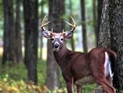 Obituary of Thomas LaVerne Mountz