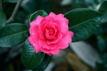 Obituary of Kathryn Amanda Heasley