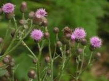 Obituary of Rosemary Kent