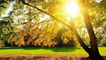 Obituary of Dr. Roy F. Gherardi