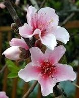 Avis de décès de Effie Gray Bryant