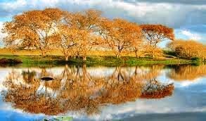 Obituary of Patricia Silva