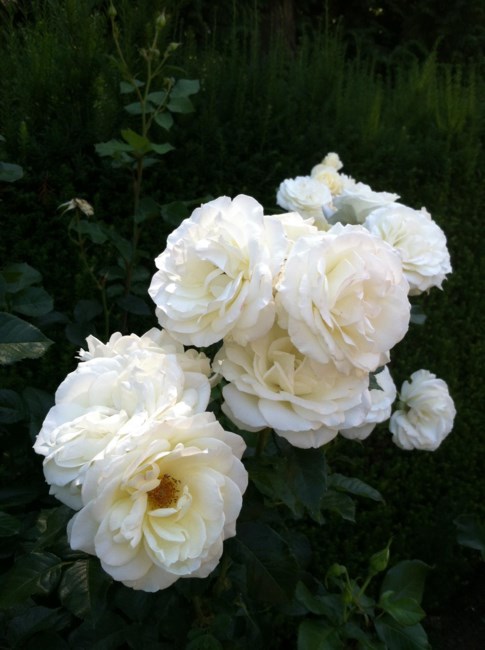 Avis de décès de Barbara Olivero Garcia