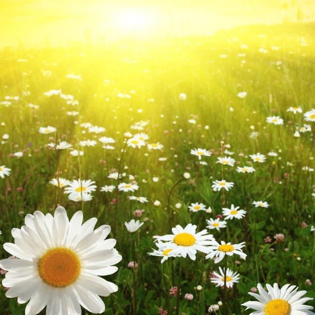 Obituary of Ruth A Drescher