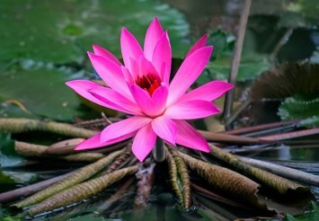 Obituary of Luom Soeun