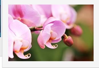 Obituario de Justine Olivia Sterling