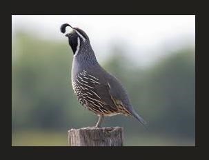 Obituary of Bruce Carlton Caracena