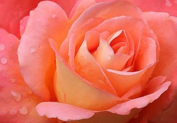 Obituary of Yvonne Irene Rolfs