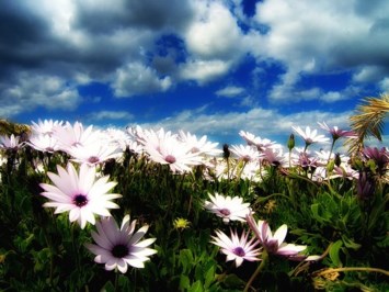 Obituary of Helen Aberle