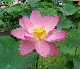 Obituary of Yen Mu Cheng Wang