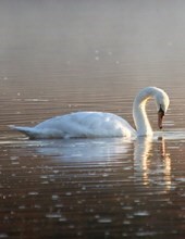 Obituary of June L. Riley