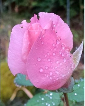 Avis de décès de Twila Marie Hampton