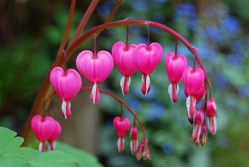 Avis de décès de Barbara Johnston Kuhn