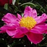 Obituary of Gloria Hunter