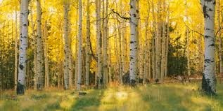 Obituary of Thorvald Hansen Jr.