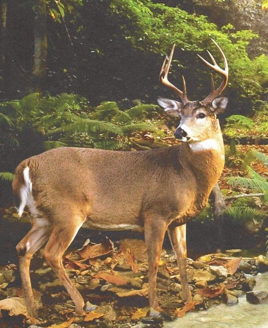 Obituary of Max H. Sutton