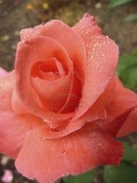 Obituary of Theodore Hayman