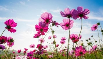 Obituary of Bonnie C Scheffler