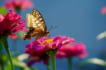 Obituary of Linda Ann Parker
