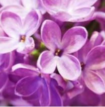 Obituary of Joyce Ann Markham