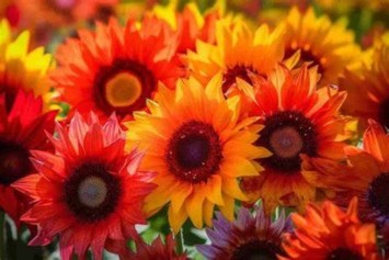 Avis de décès de Corinne Tillema Schwartz